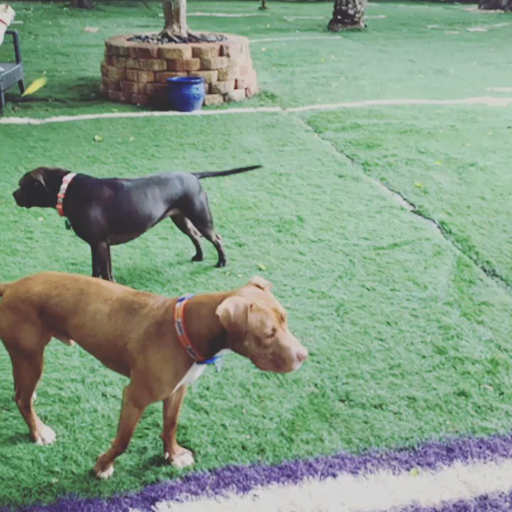 Patio Gate Pet Resort - We have three larger yards and a low population . Fresh air not stuck inside! Try to PatioGate Pet Resort Experience - Pet Boarding Near Me - Houston, Texas