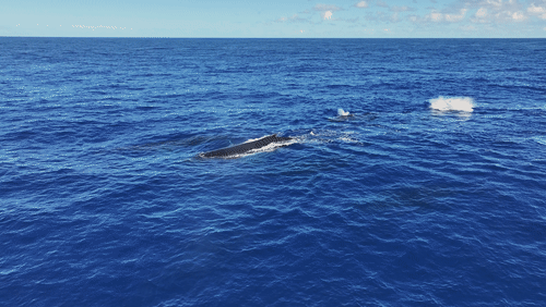 Humpback Whales Aerial animated gif