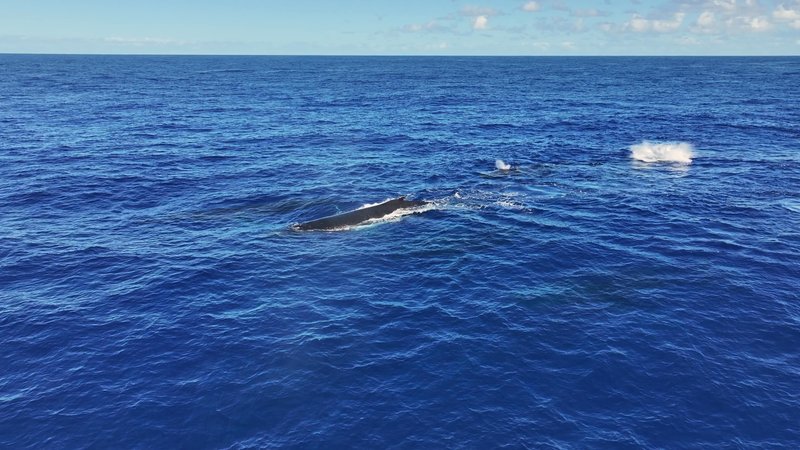 Humpback Whales Aerial poster