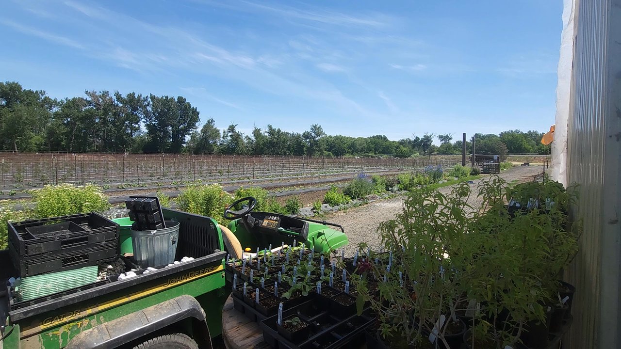 Frog Hollow Farm - Outside plants ready to make an inside entrance! 5.31.26 - Nurseries & Gardening Near Me - Walla Walla, Washington