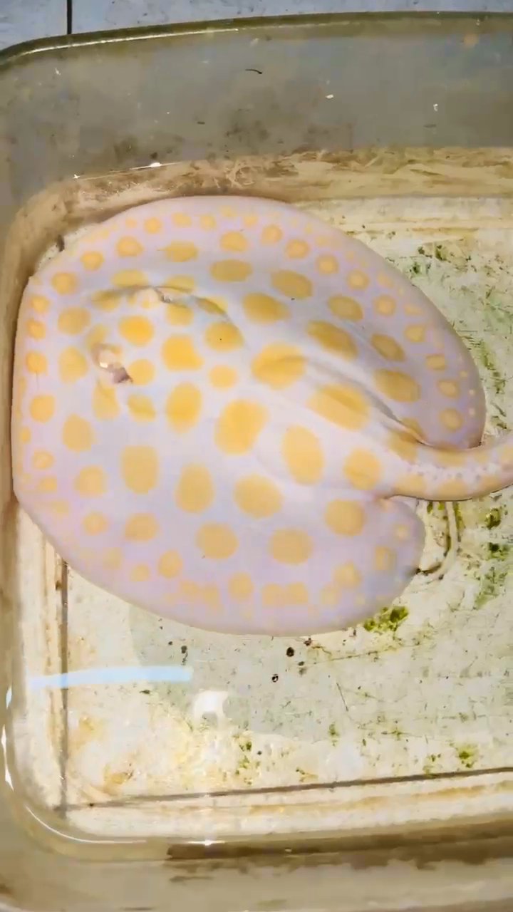 Stingrays