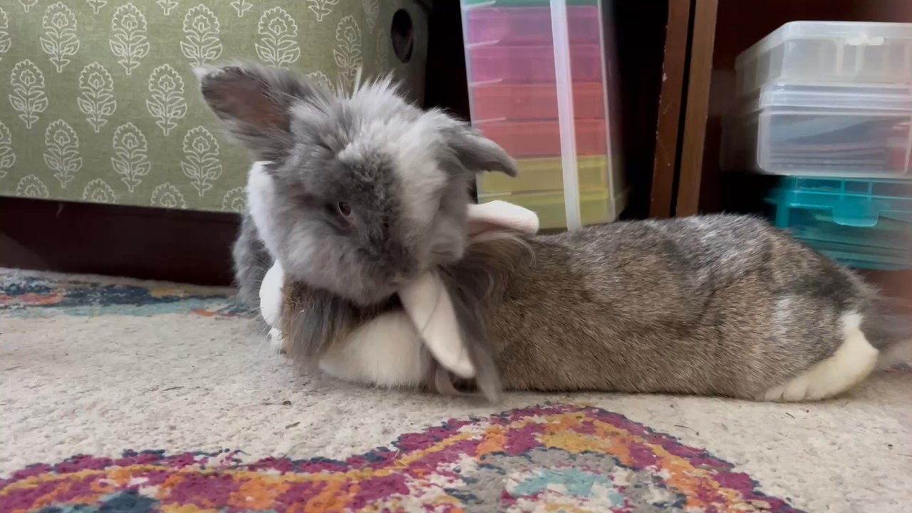 4pets Grooming Services - Mr.Summer afterwards, happily grooming his bun wife who comes to get her nails trimmed at 4 Pets with him. - Pet Groomers Near Me - Altamonte Springs, Florida