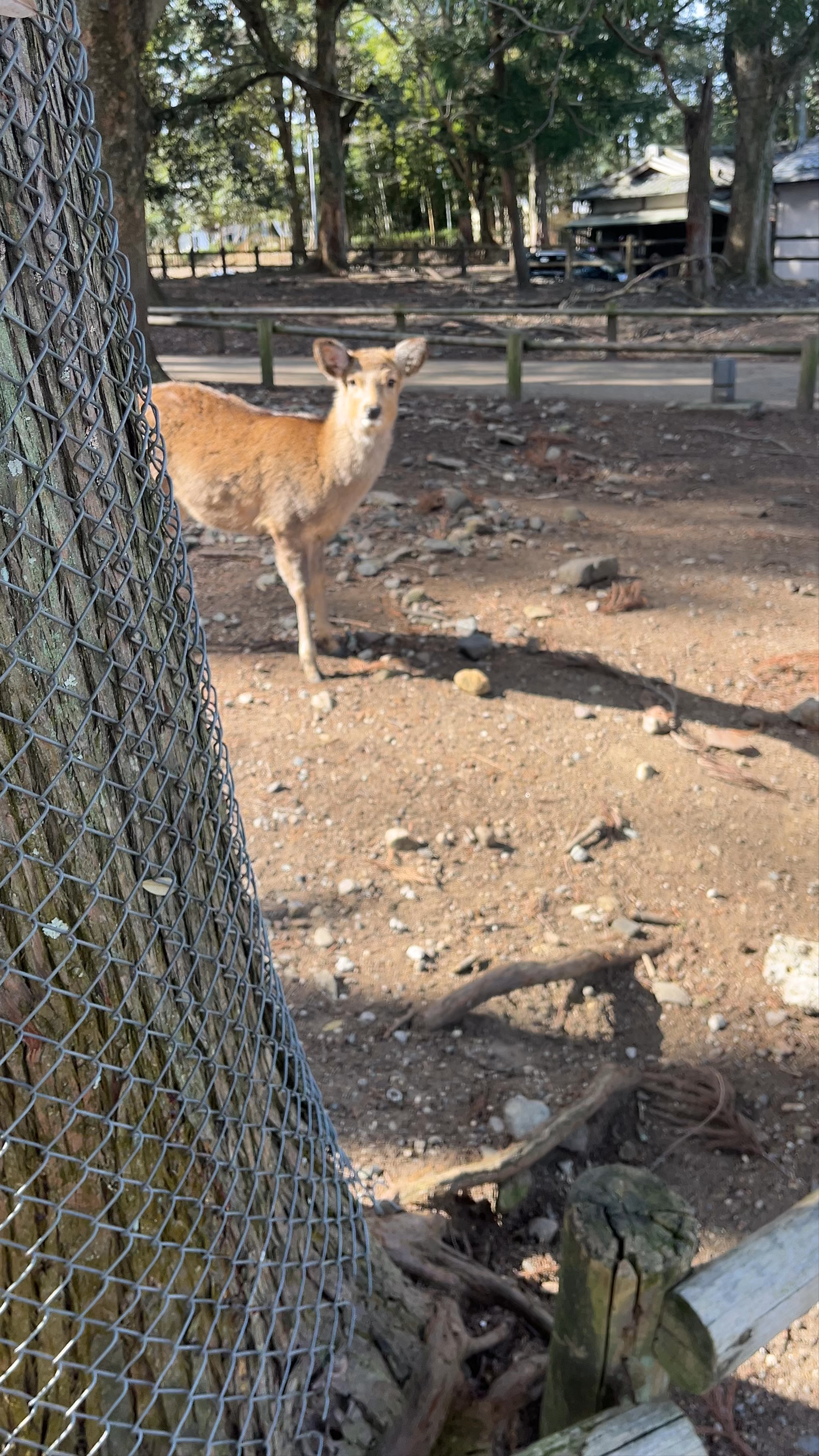 Nara Park