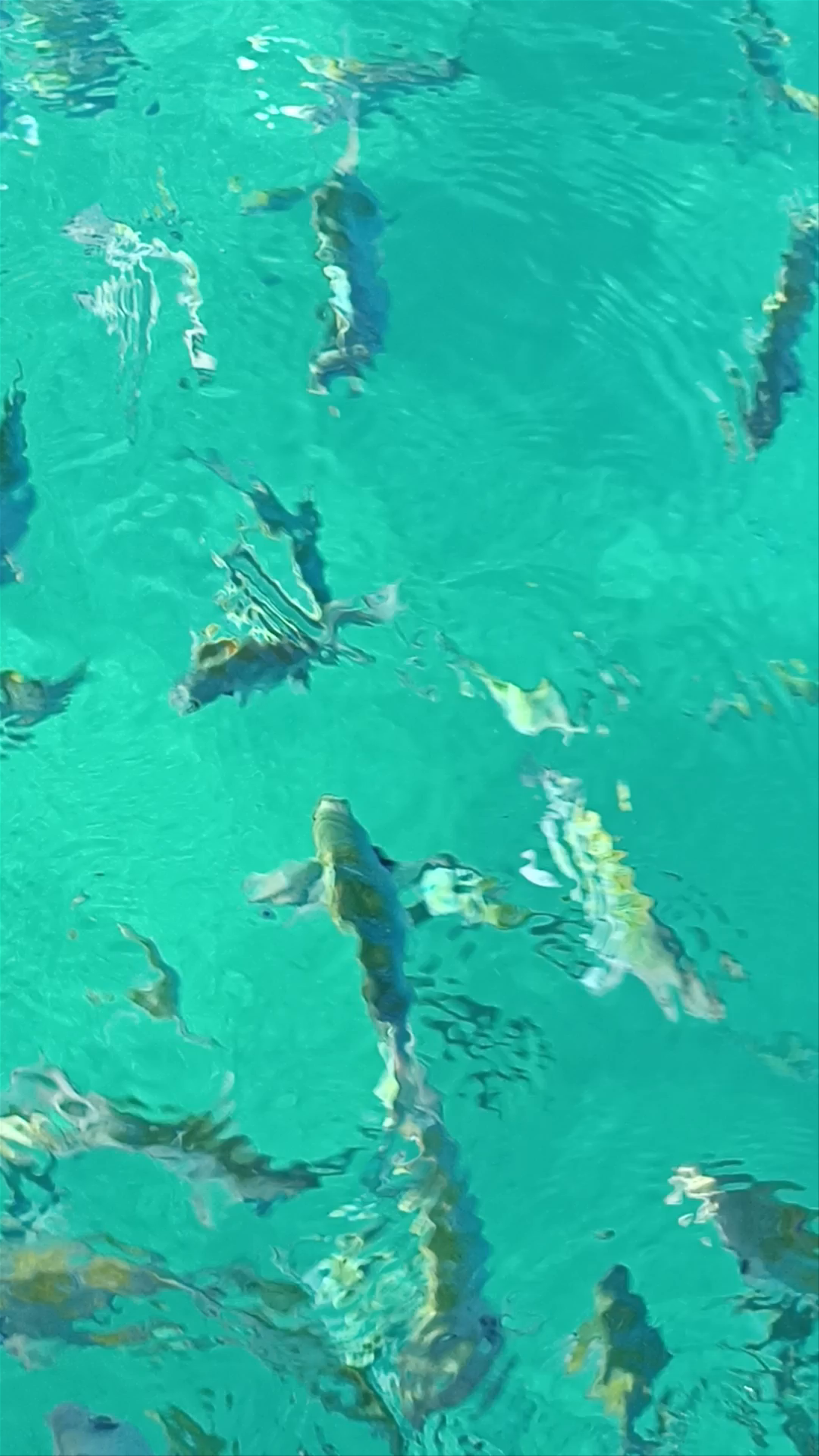 Vibrant Marine Life in Cabo San Lucas Crystal Waters