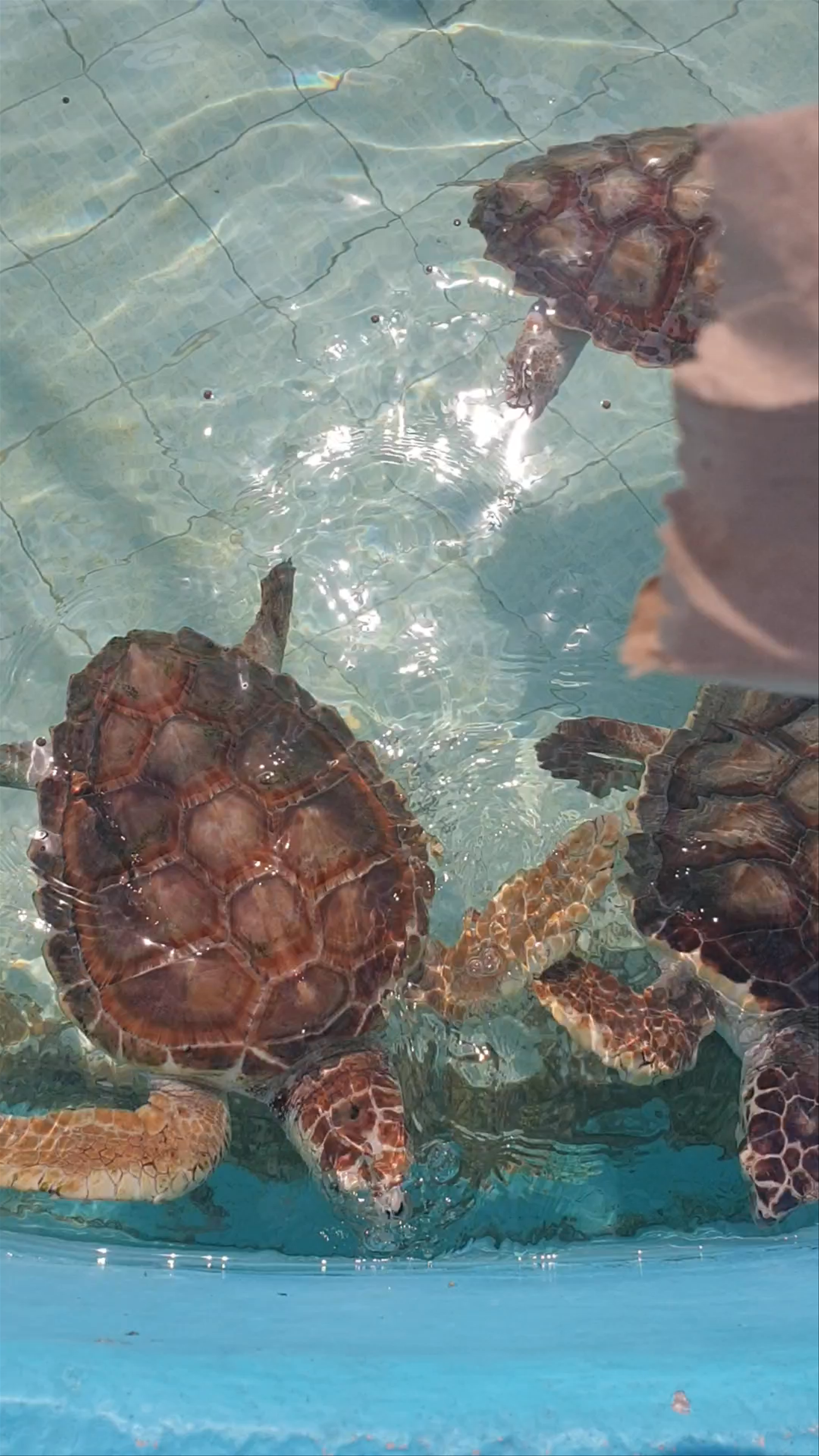 Tortugranja