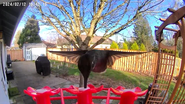 Hummingbird Feeder Video