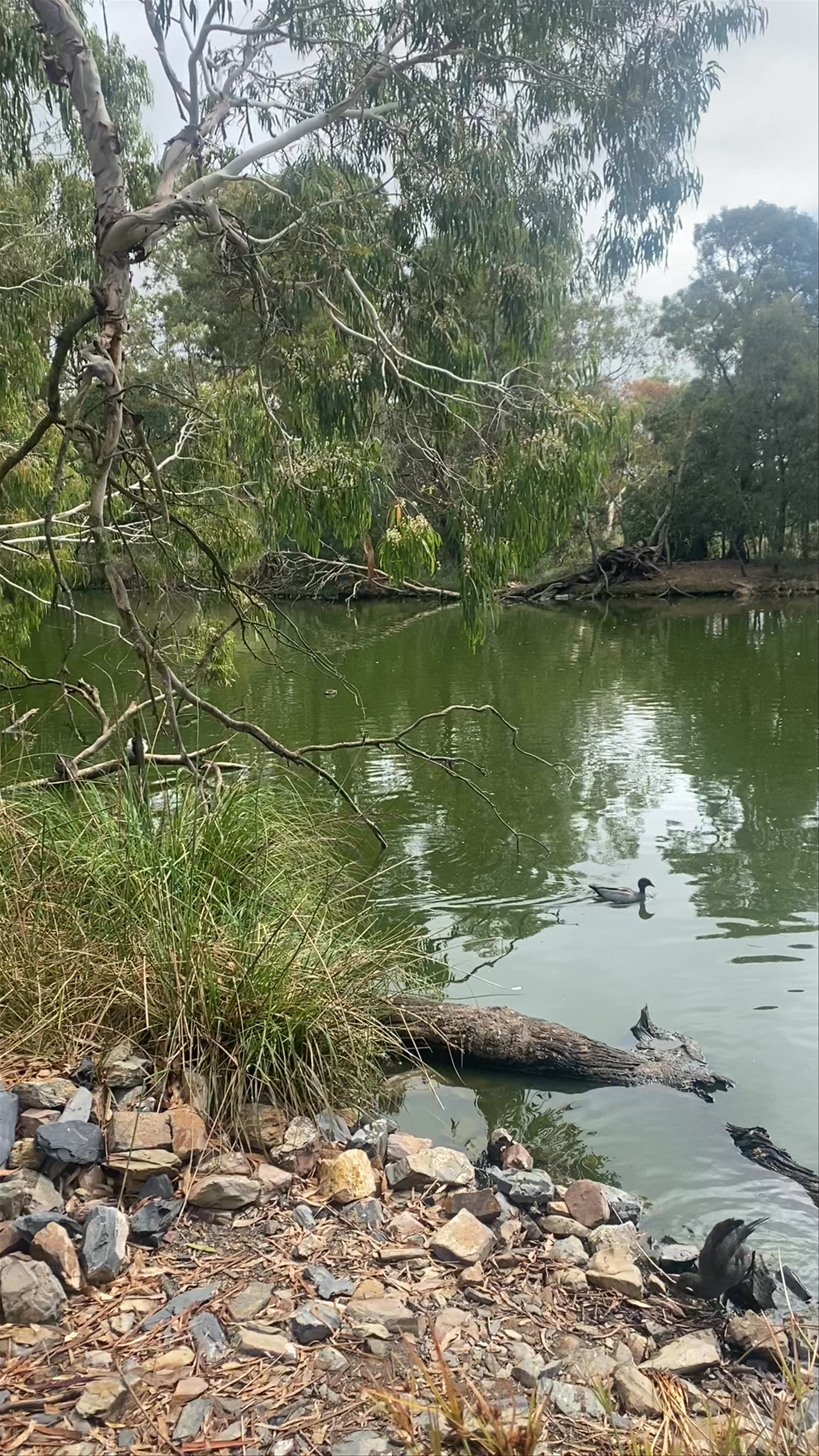 Cleland Wildlife Park