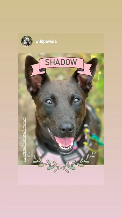 Tiggytastic Dog Training - Pet Training Near Me