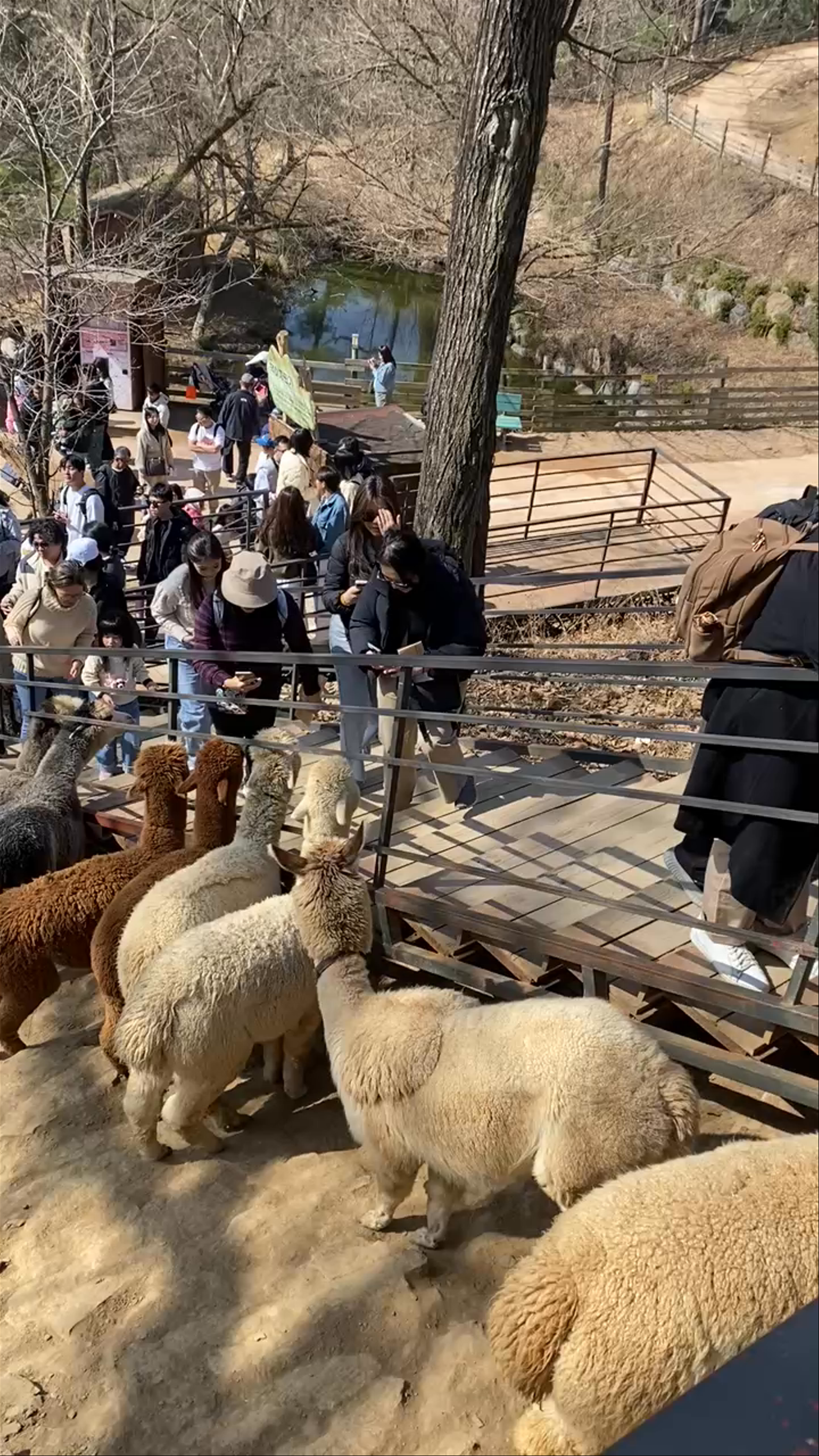Alpaca World