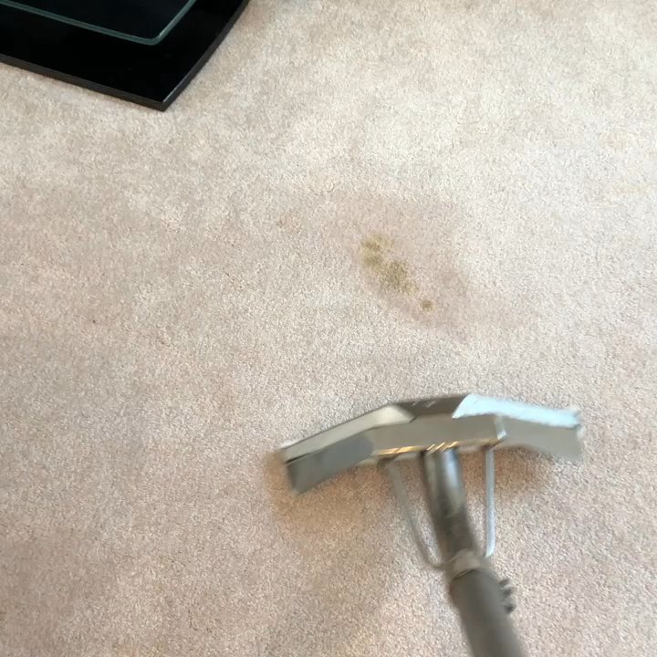 Monster Clean - Monster Clean making cat urine and vomit disappear!!! Call 757-523-1175 or book online at MonsterClean.com - Carpet Cleaning Near Me - Virginia Beach, Virginia