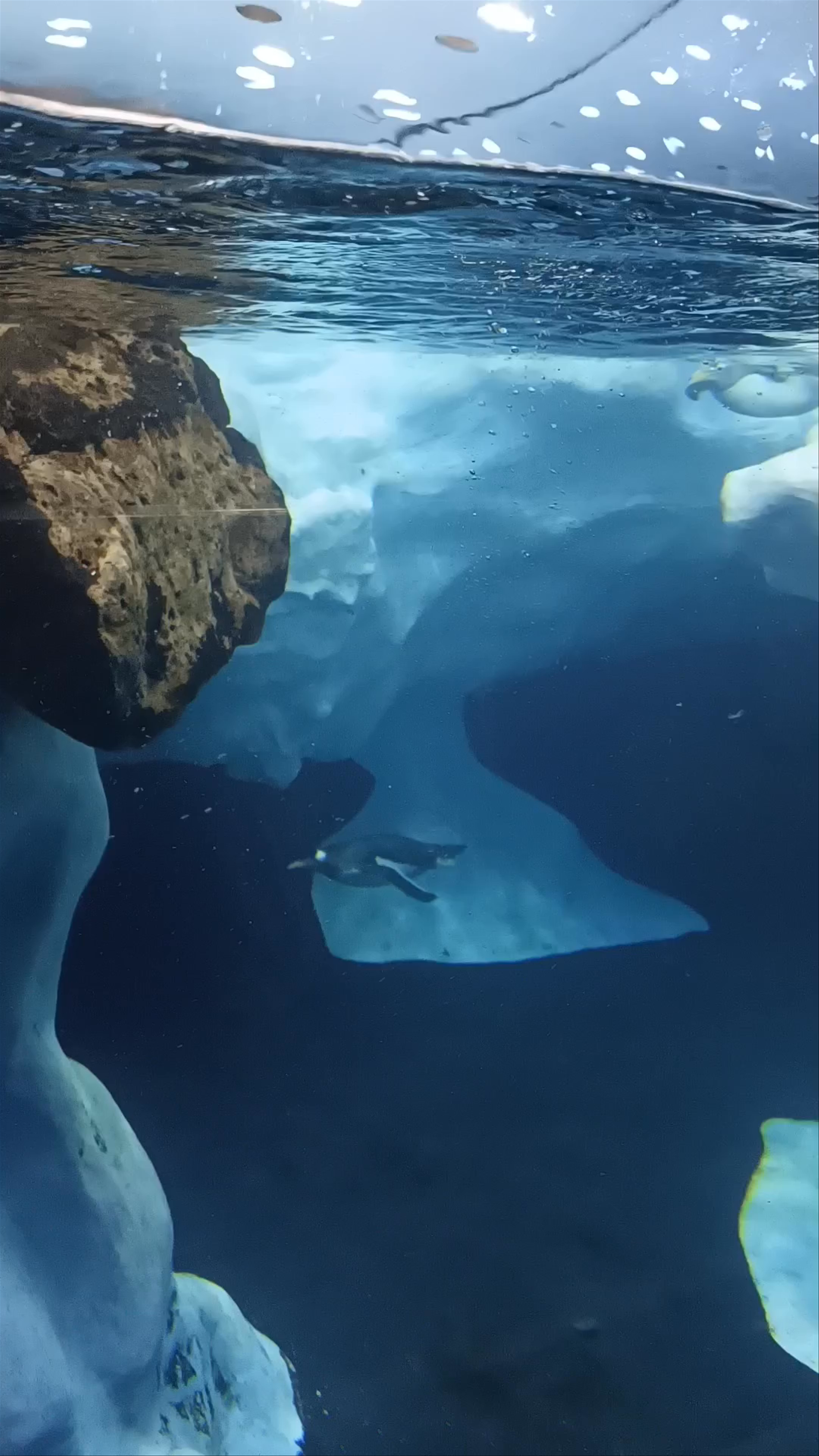 Planet Penguin: Underwater Penguin Wonders in Puerto de la Cruz