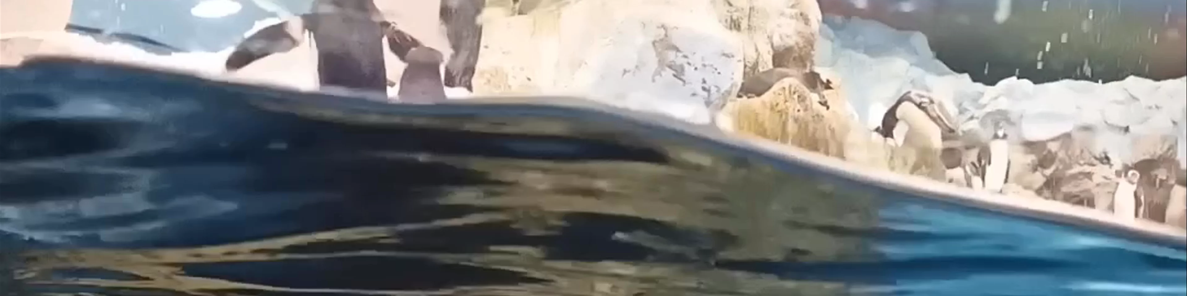 Planet Penguin
