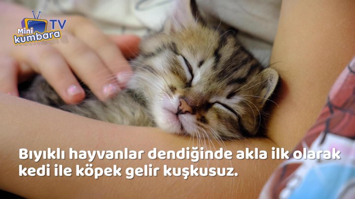 thumbnail Bıyıklı Hayvanlar