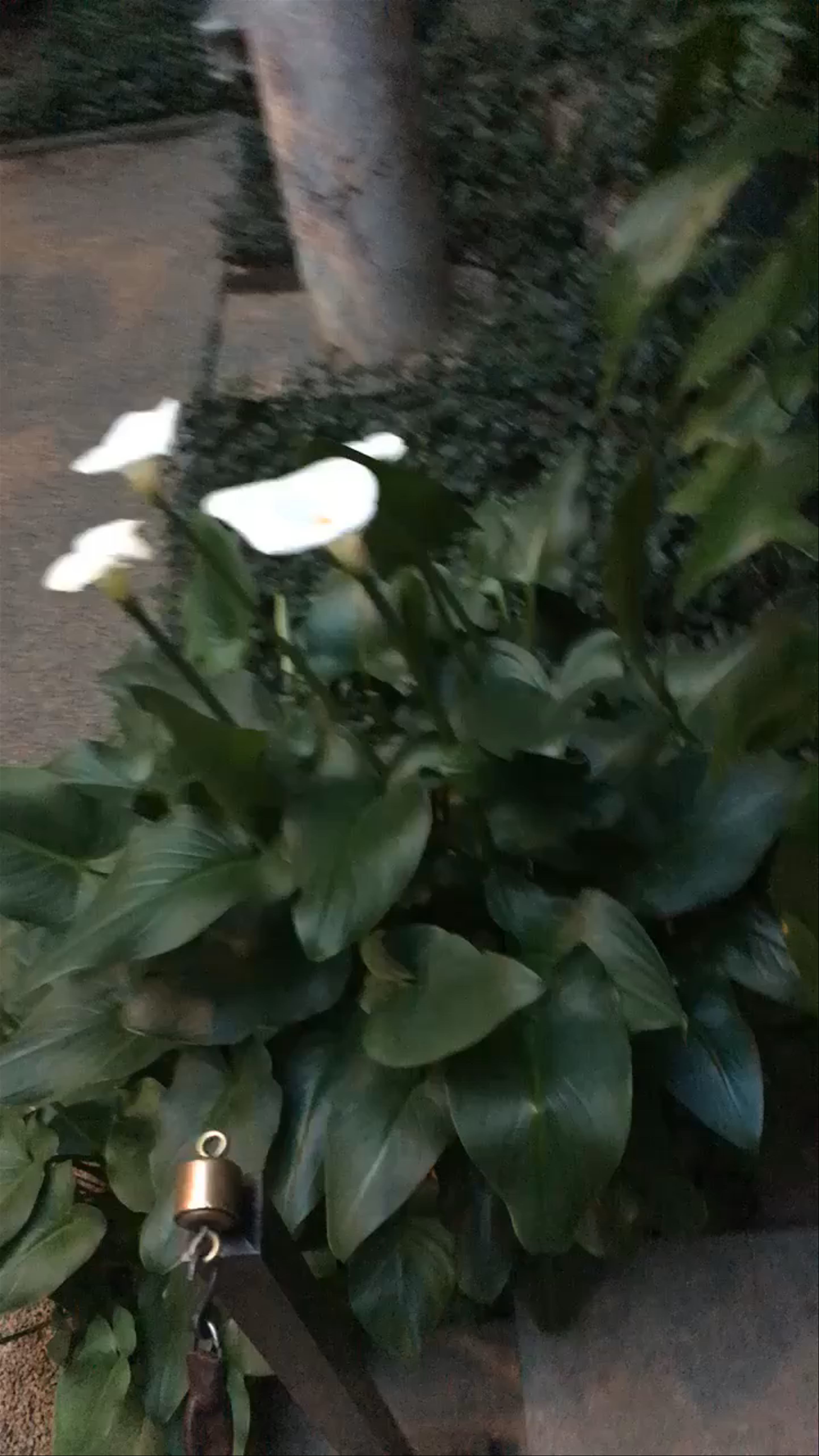 Isabella Stewart Gardner Museum: A Serene Art and Garden Escape in Boston