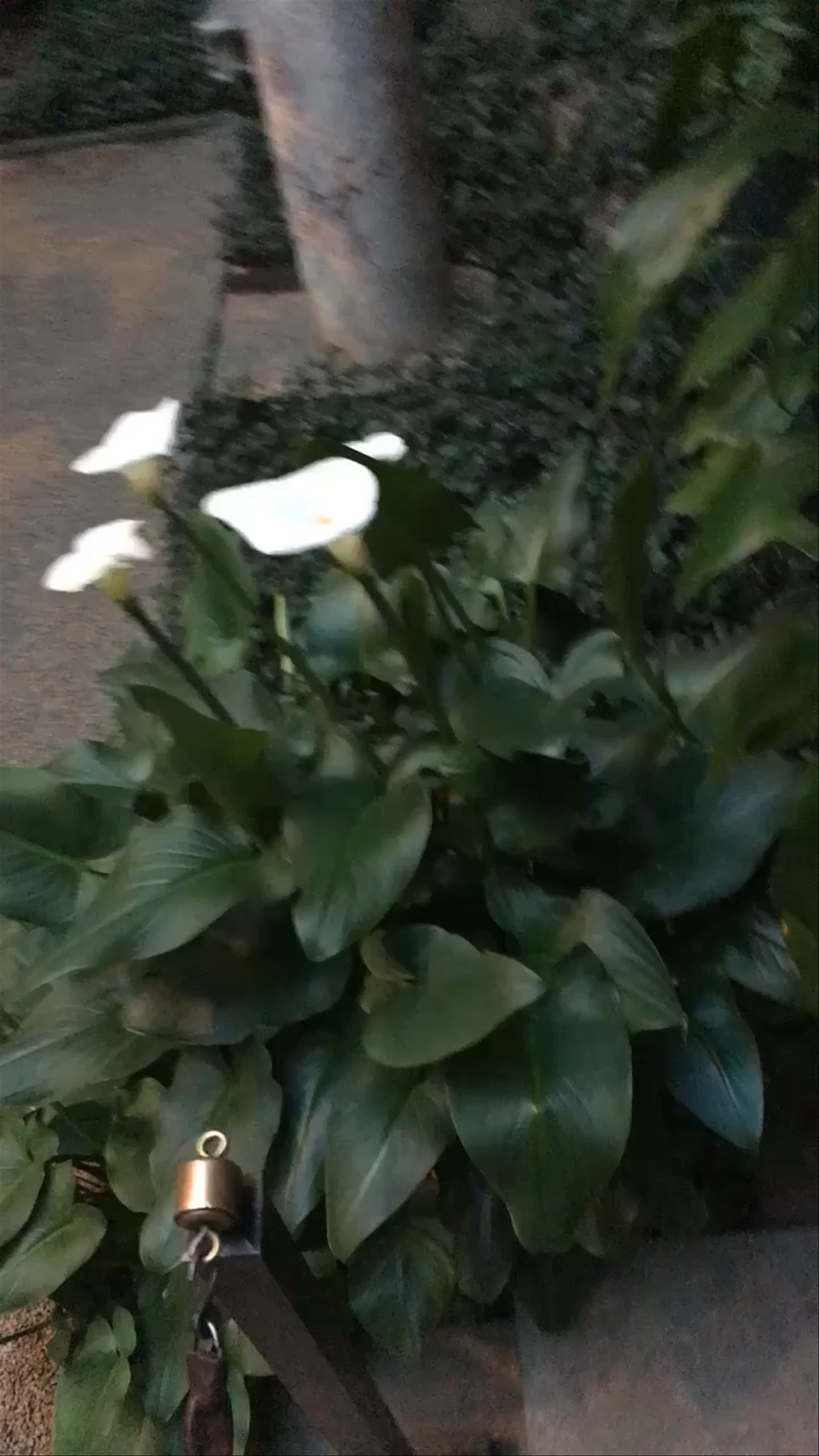 Isabella Stewart Gardner Museum