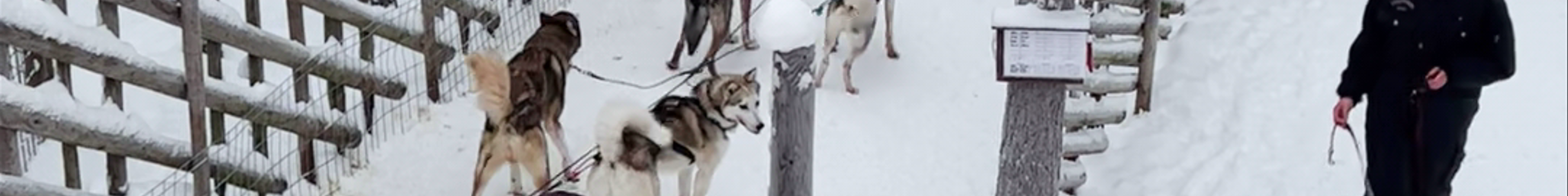 Tours & experiences in Lapland