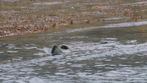 Antarctic fur seals animated gif