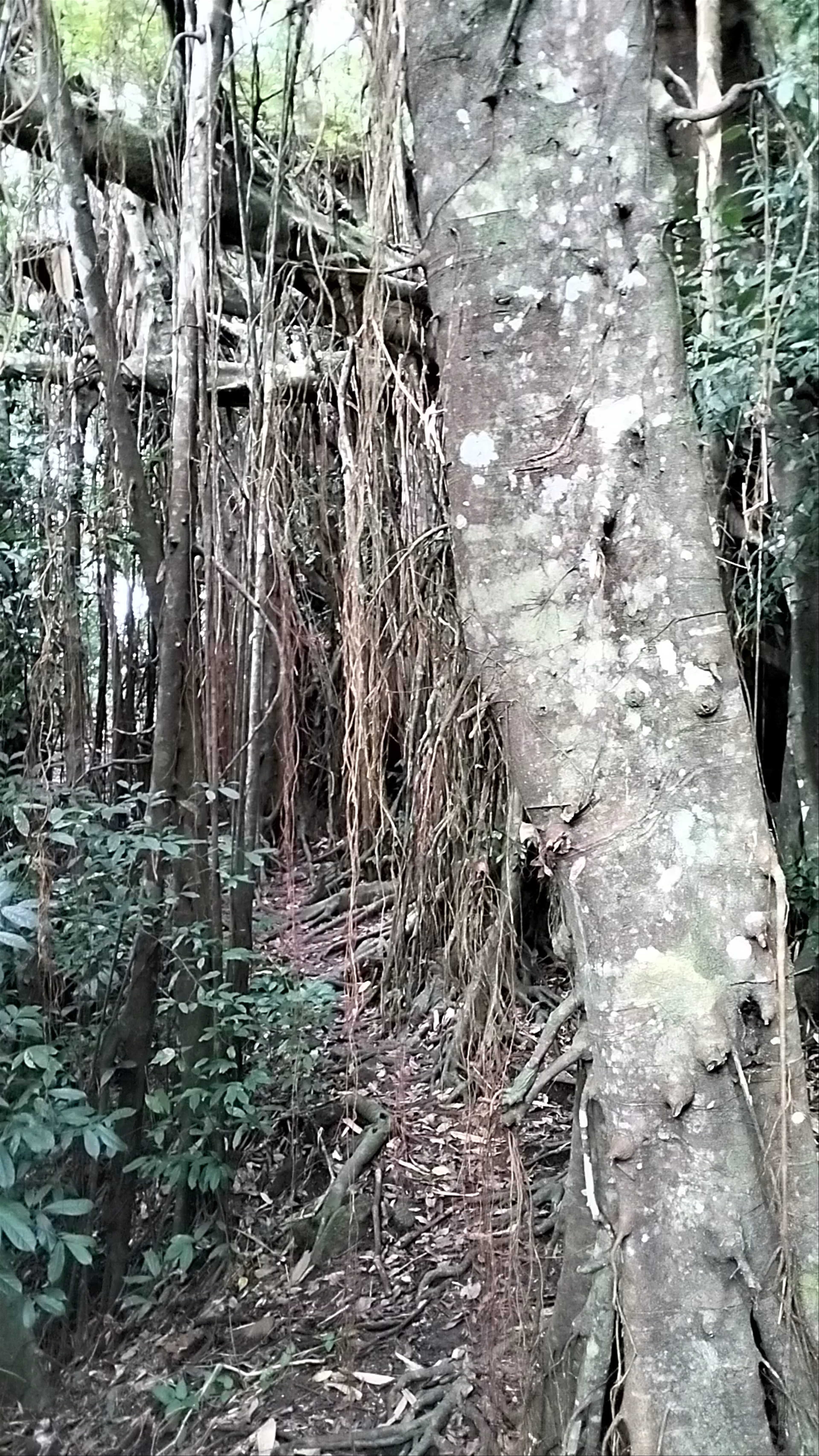 Enchanting Banyan Forest at Mt. Bandilaan National Park, Siquijor, Philippines