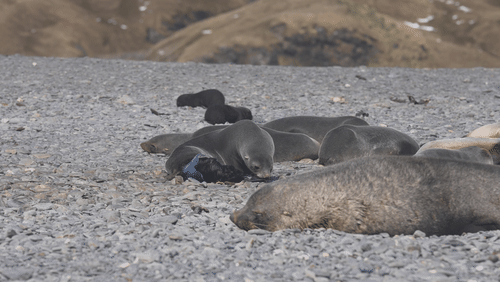 Antarctic fur seals animated gif