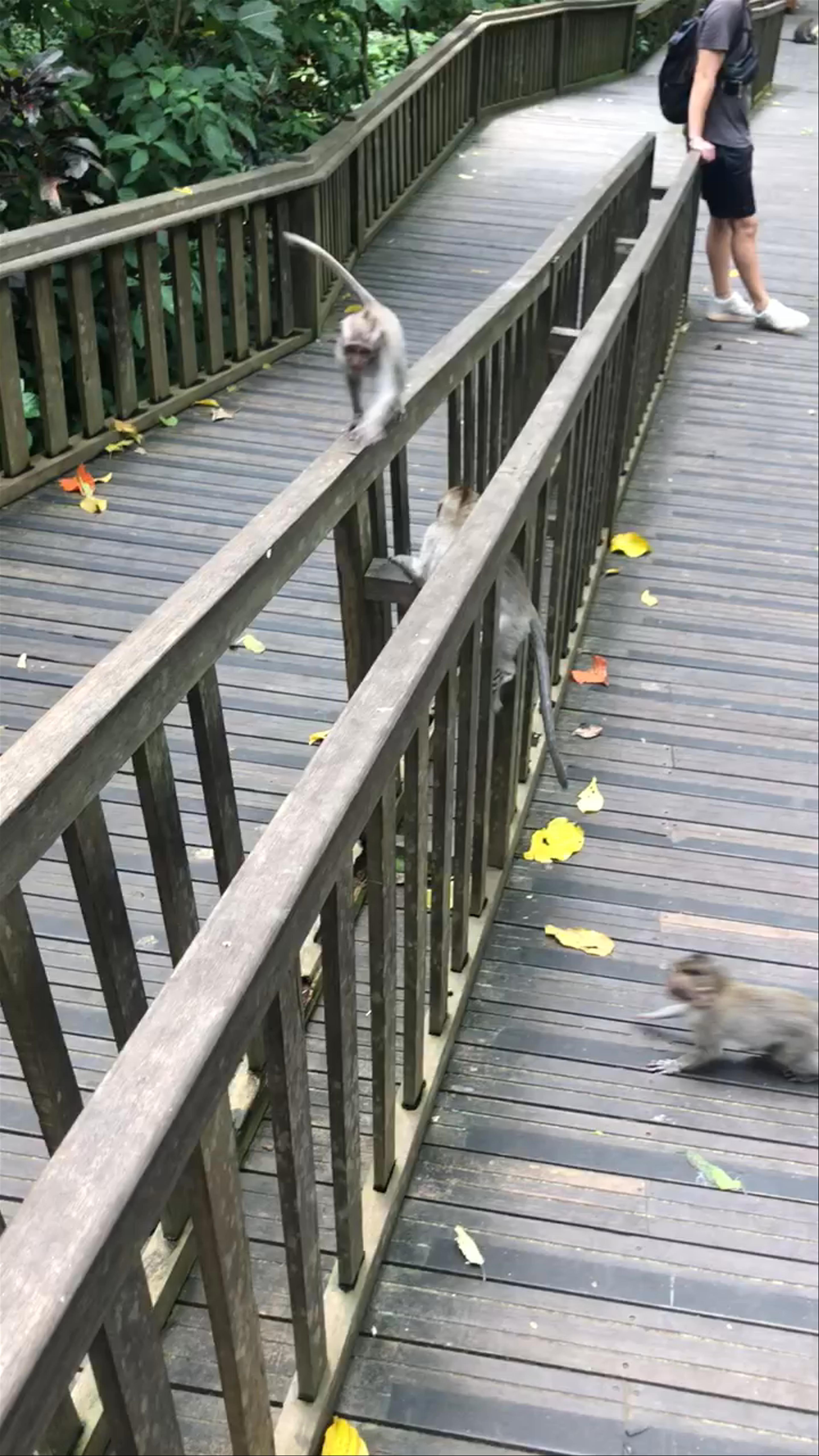 Sacred Monkey Forest Sanctuary