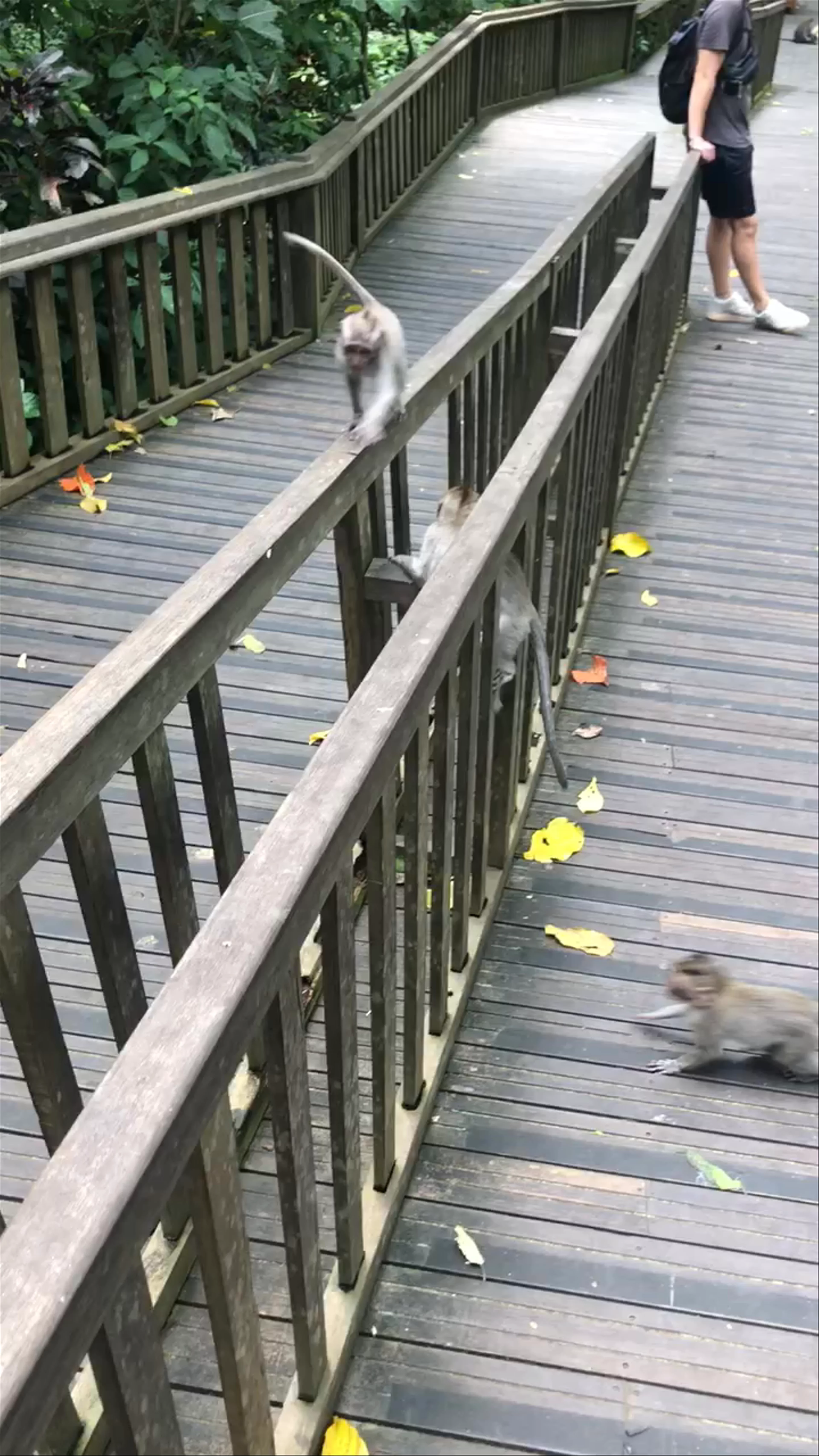 Sacred Monkey Forest Sanctuary