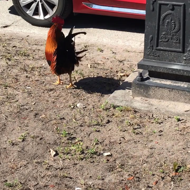 Ybor Centennial Park - Rooster protected by city ordinance - Parks Near Me - Tampa, Florida