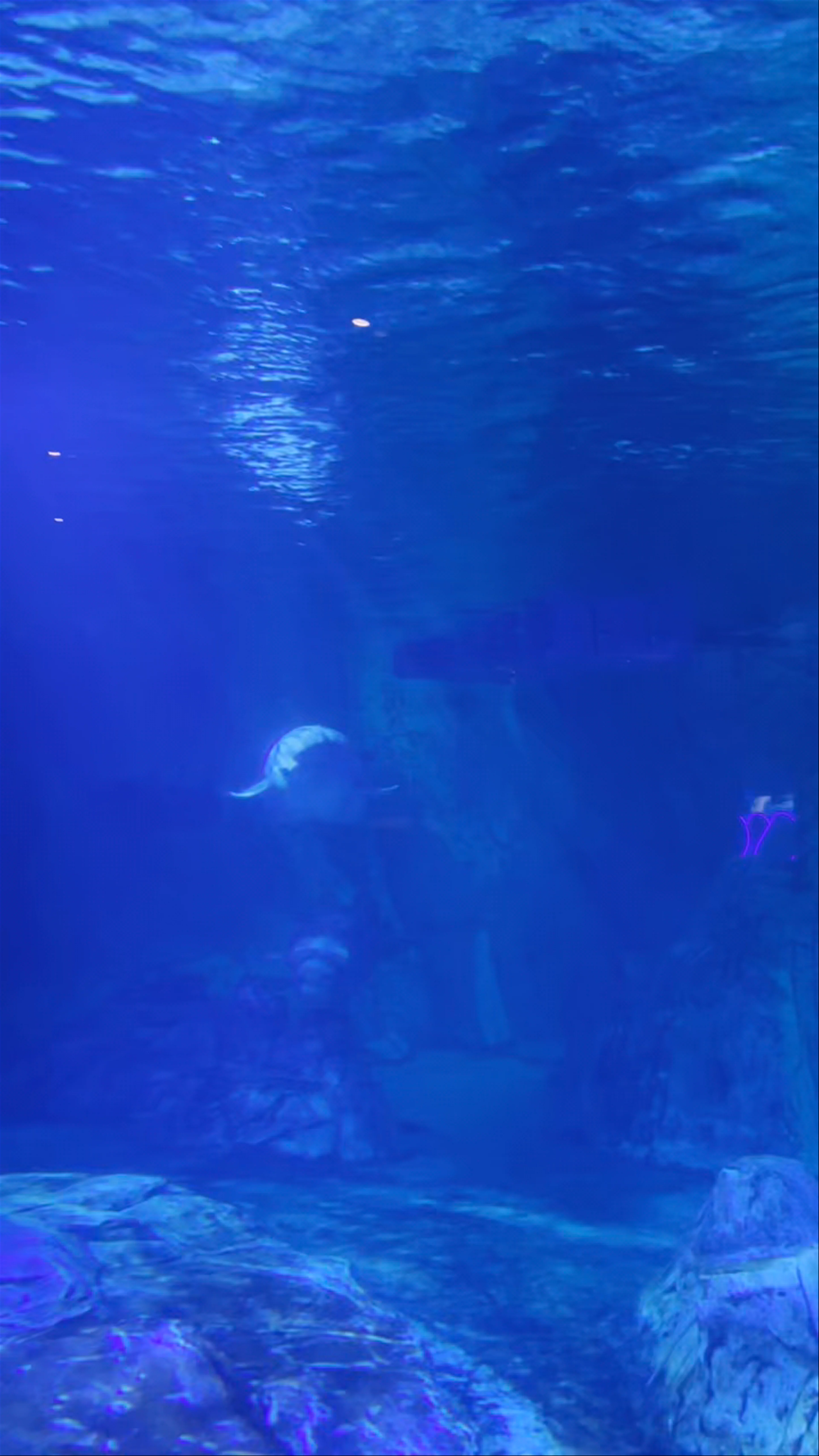 Oceanogràfic, Carrer d'Eduardo Primo Yúfera, València, Spain