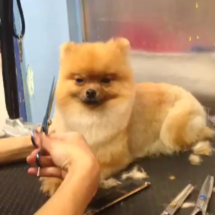 Le Pet Spa - Pet Groomers Near Me - New York, New York