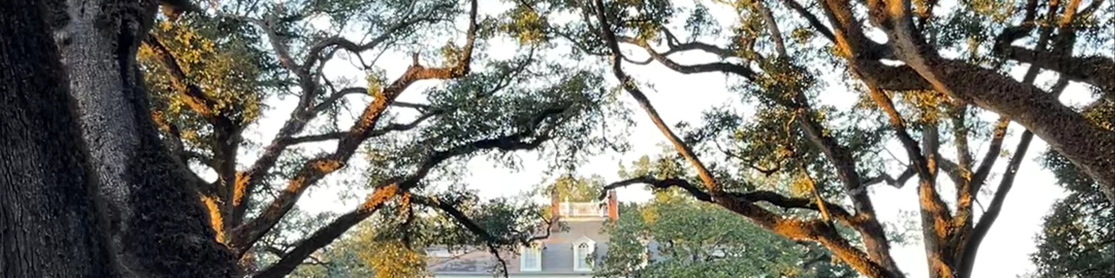 Oak Lane Plantation