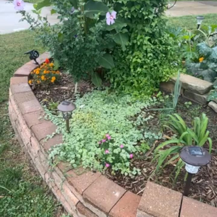 Miller's Orchard - Look how good my plants did this year that I purchase from Miller Orchard - Bakeries Near Me - Sterling Heights, Michigan