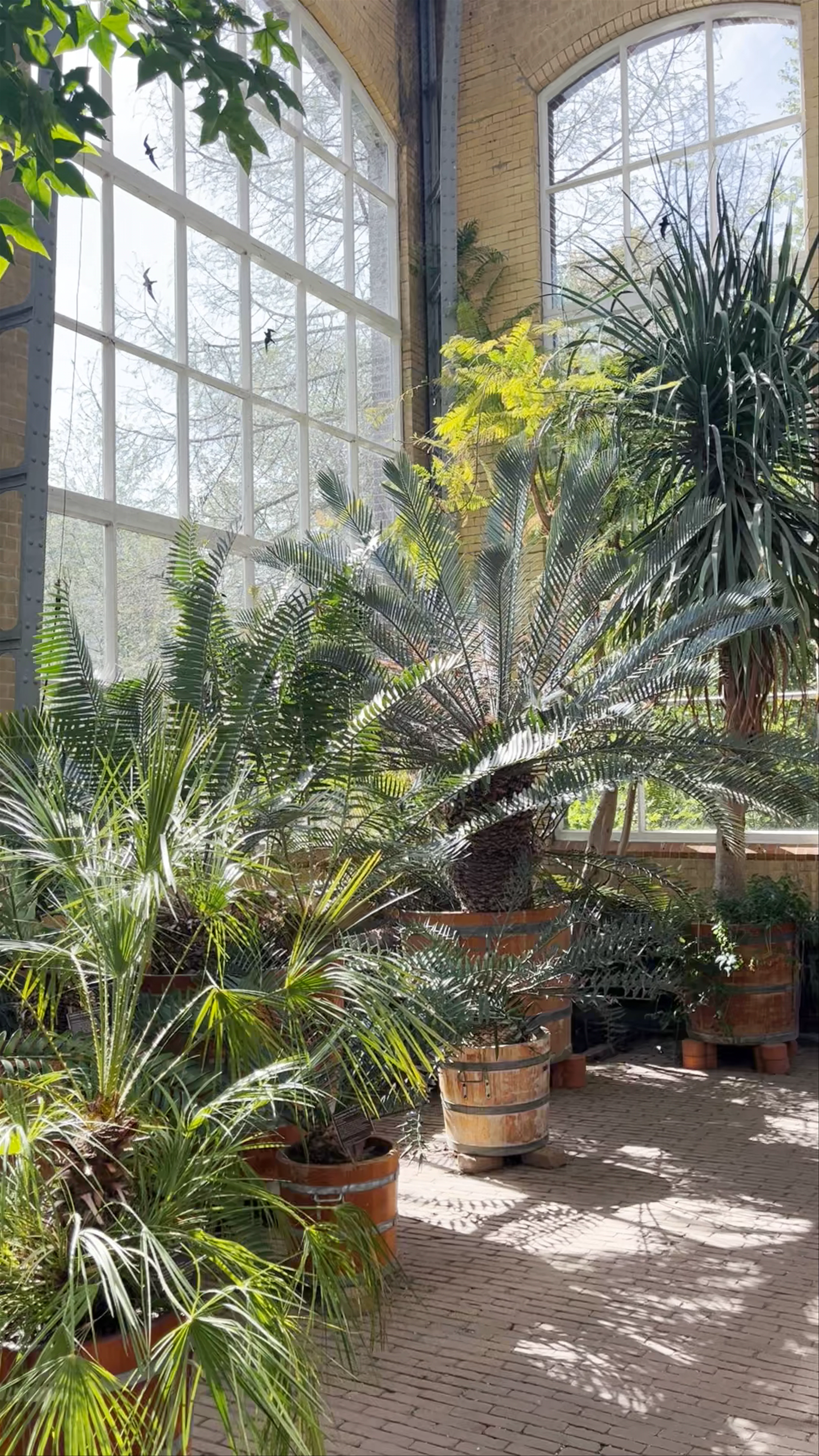 Palm Greenhouse