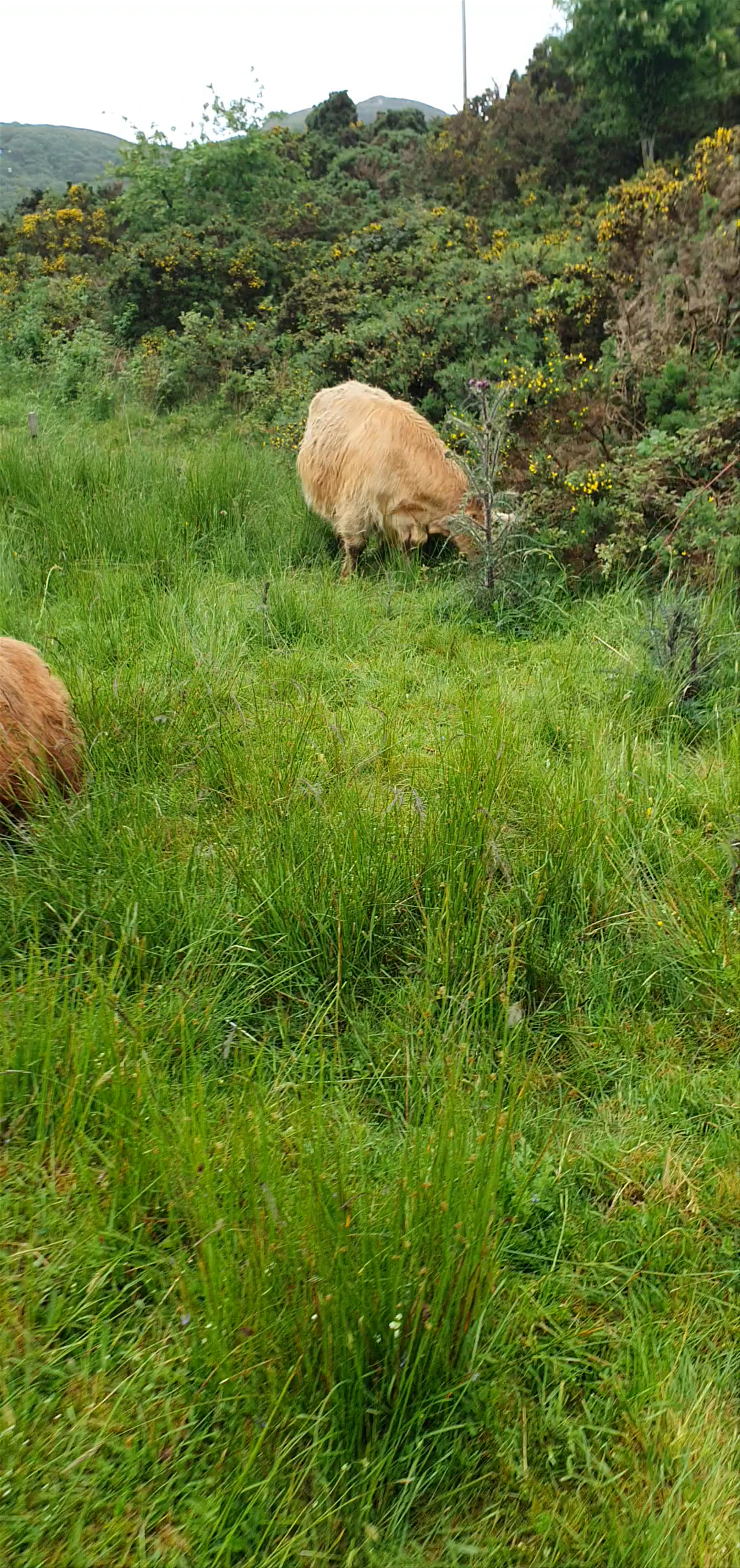 Highland Cattle Among the Rolling Greens of Kyle of Lochalsh