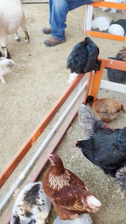 D'Rose Petting Zoo - Petting Zoos Near Me - Gilroy, California