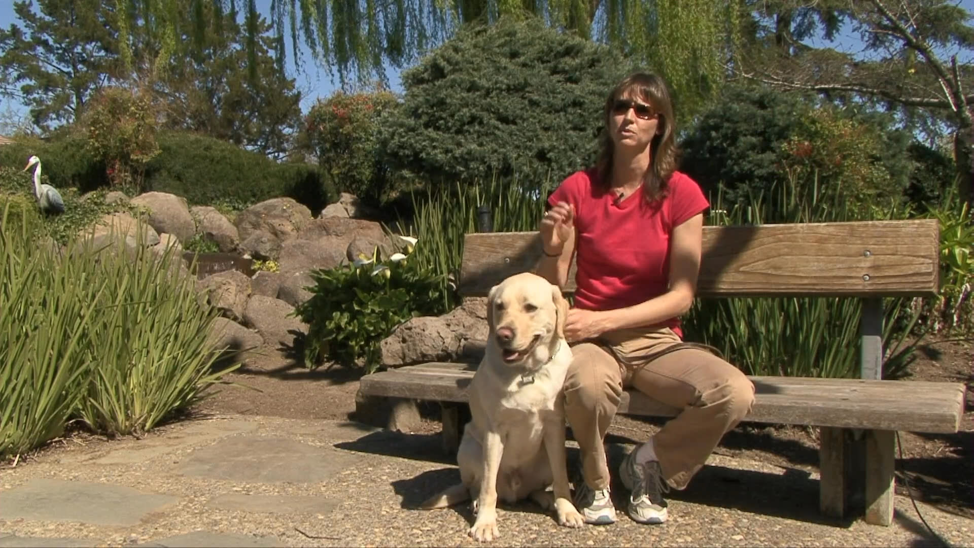 Professional dog trainers conduct obedience sessions with Labrador retrievers in an outdoor facility environment. The presentation showcases specific training techniques and provides insights from the Sundowners Kennel staff.