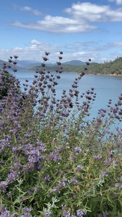 Shasta Lake - 05.25.24 butterflies - Lakes Near Me - Redding, California