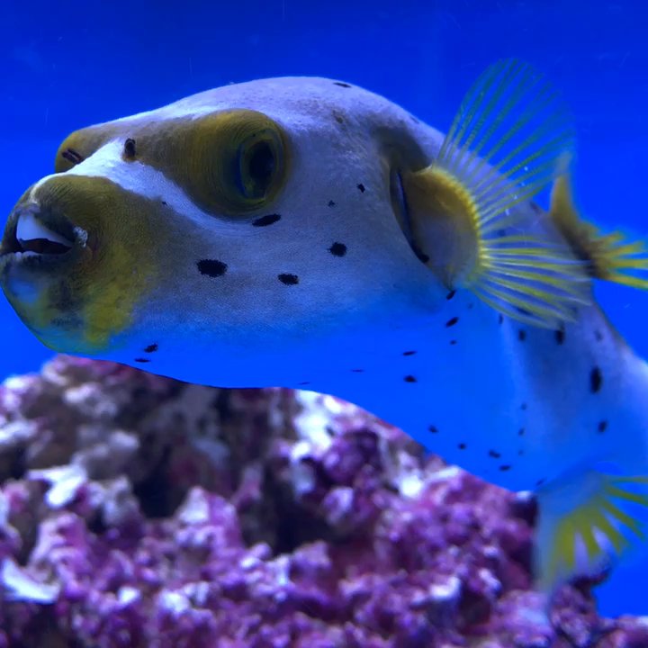 Aquarium Design Group - Dogface puffer - Aquarium Services Near Me - Houston, Texas