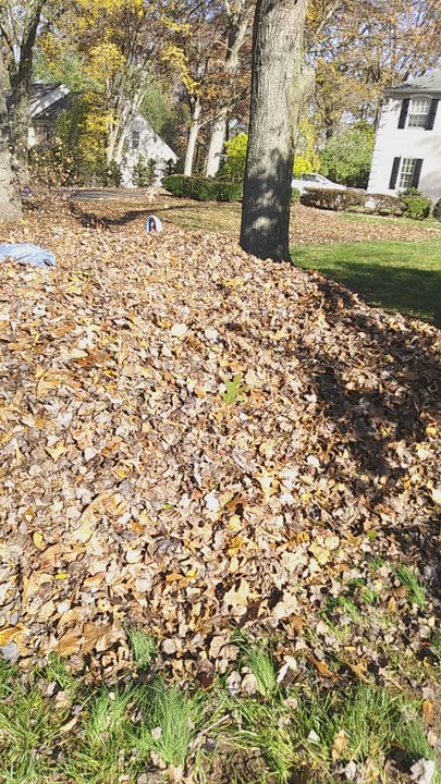 Jose Landscaping - Landscaping Near Me