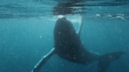 Humpback Whale Calf animated gif