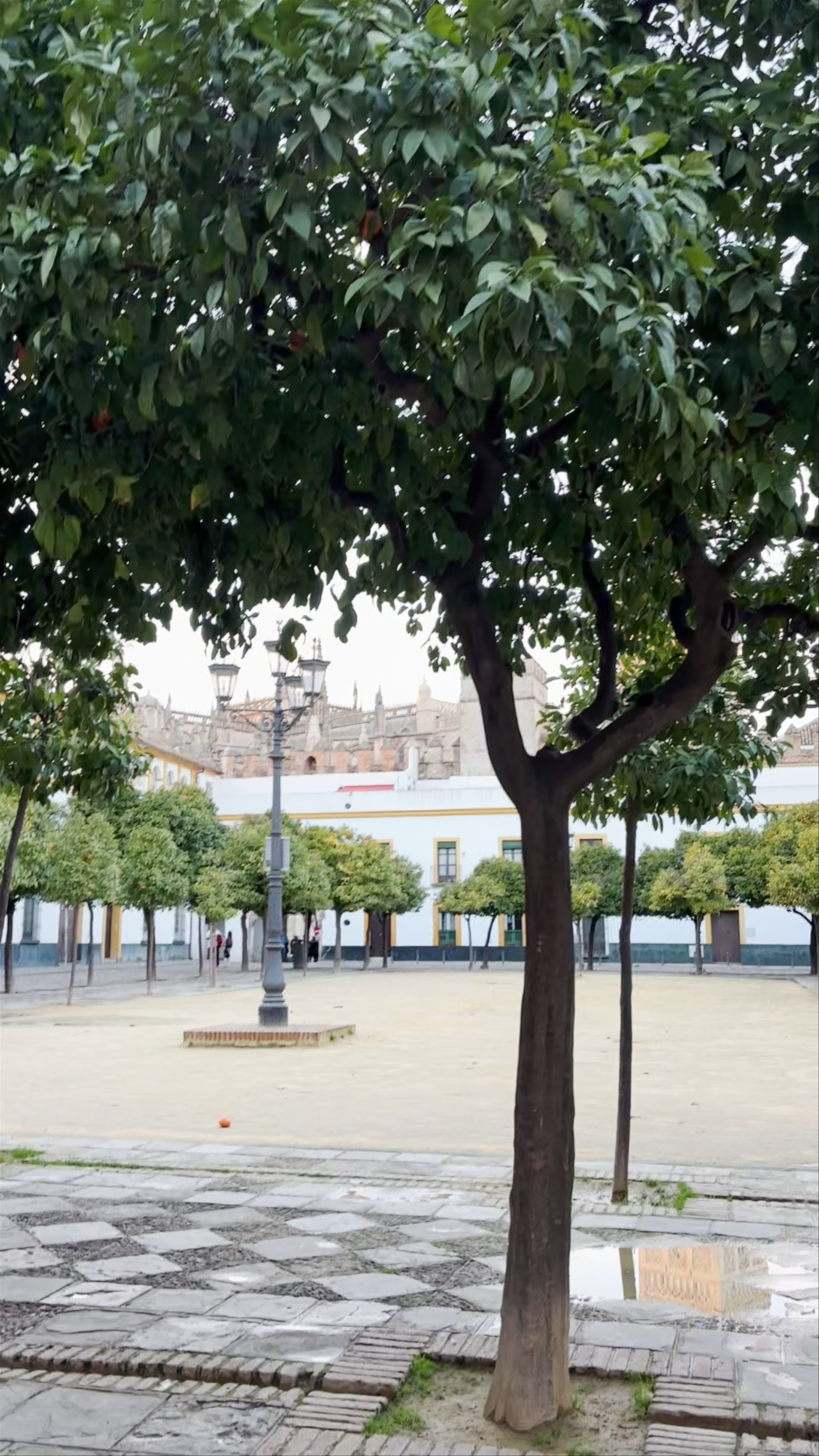 Patio de Banderas: Quiet Historic Oasis in Seville