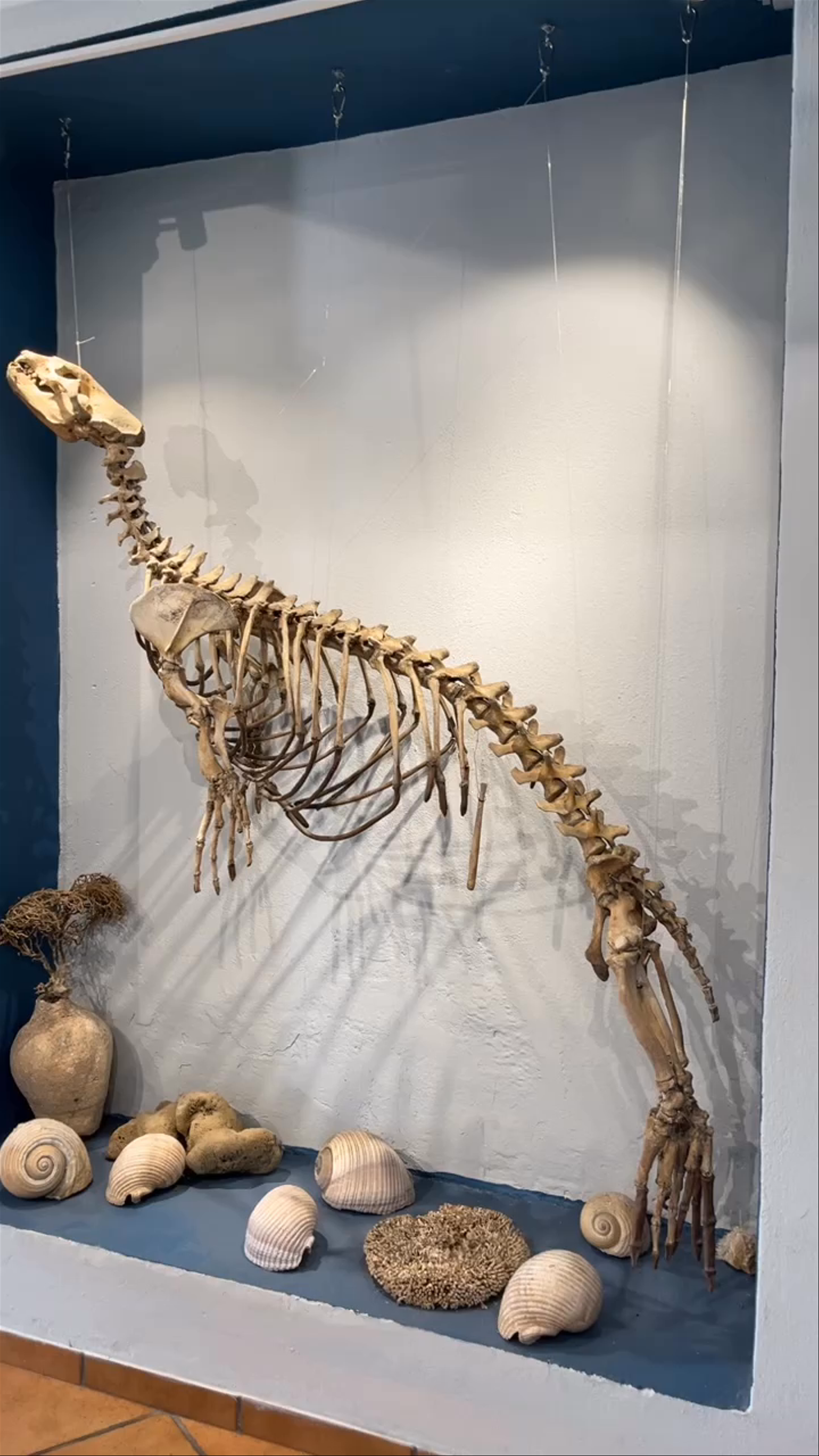MOm Center – Discovering the Mediterranean Monk Seal in Patitiri, Greece