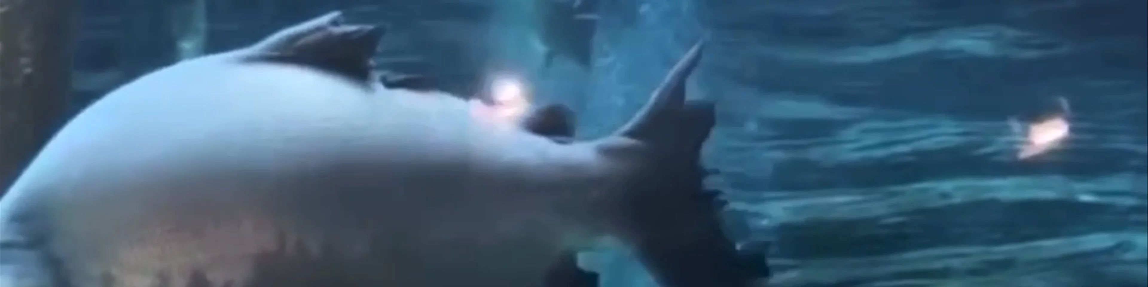 Acuario de Medellin