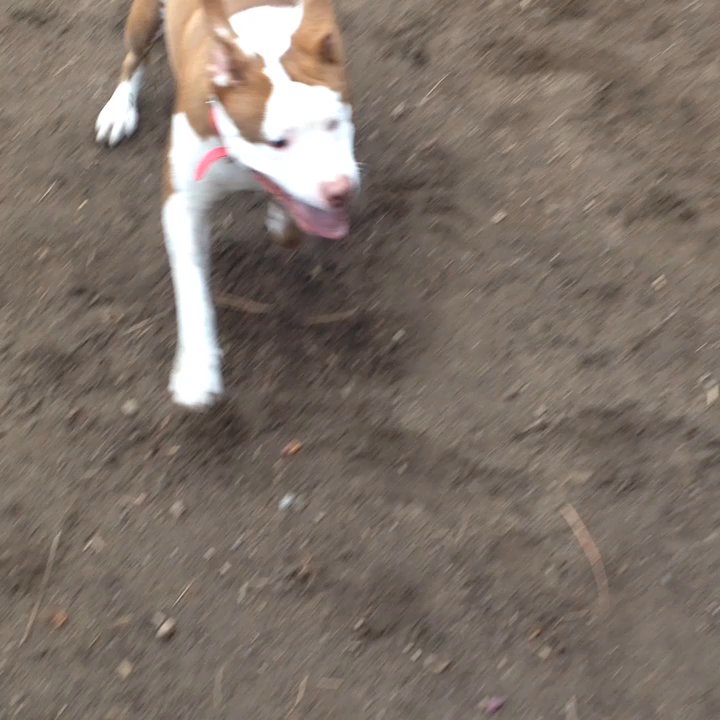 Ponderosa Community Park - Puppy play time! My dogs were too busy exploring for me to get pics - Parks Near Me - Bend, Oregon