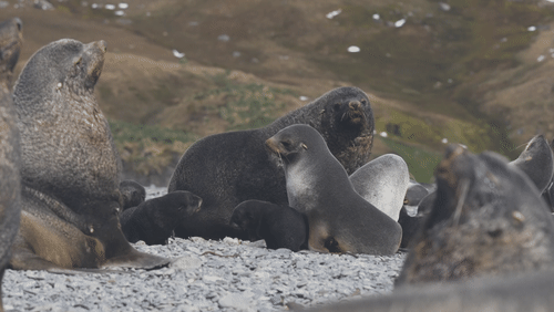 Antarctic fur seals animated gif