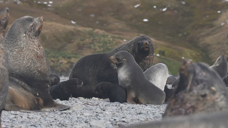 Antarctic fur seals poster