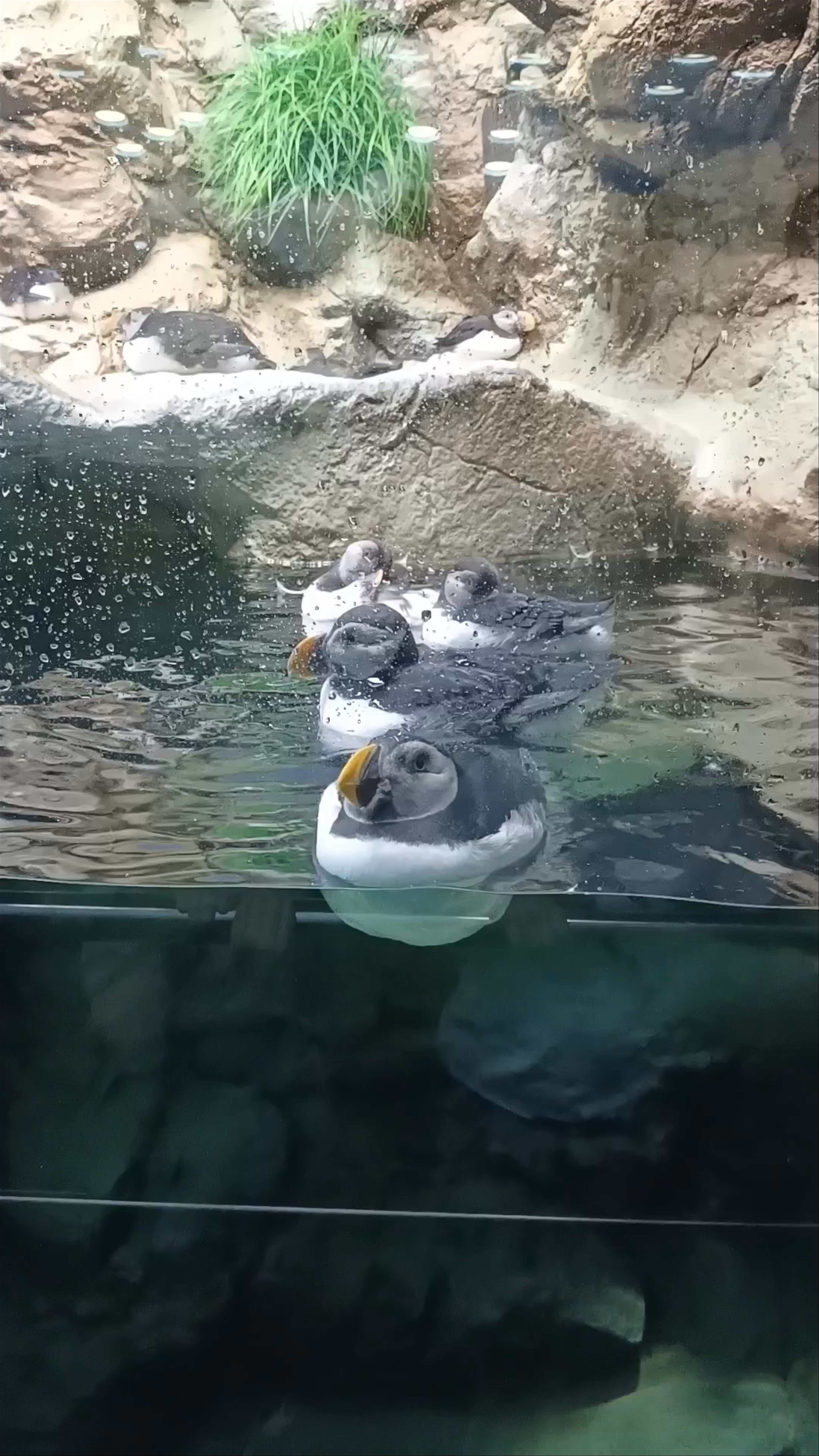 Up-Close with Puffins at Planet Penguin in Puerto de la Cruz, Spain