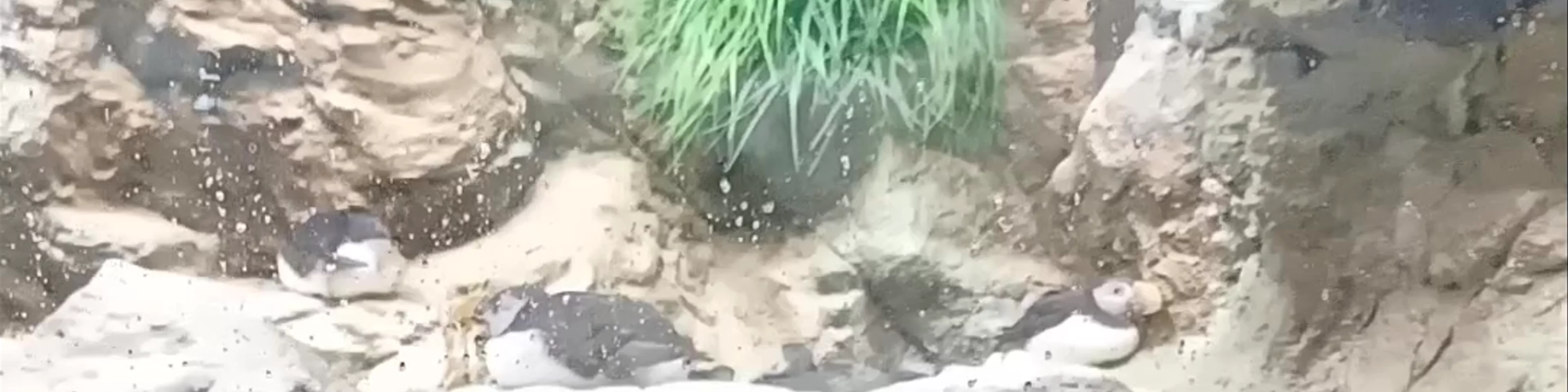 Planet Penguin