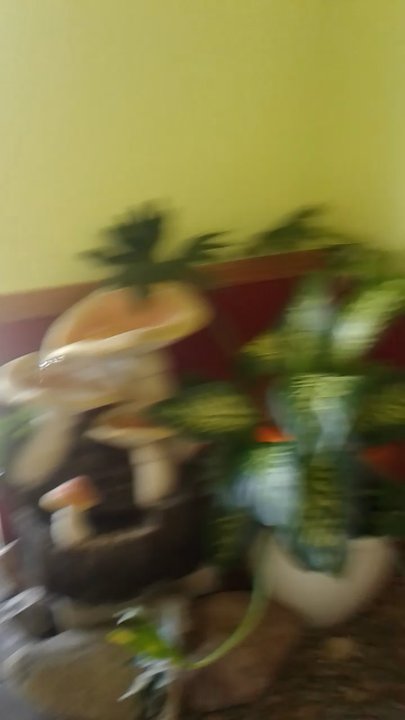 Loving Cafe - Nice quaint place to chill. - Vegan Near Me - Fort Wayne, Indiana