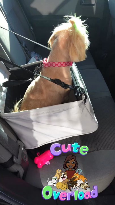 R-Tailz-R-Waggin Too - Pet Groomers Near Me - Kenner, Louisiana