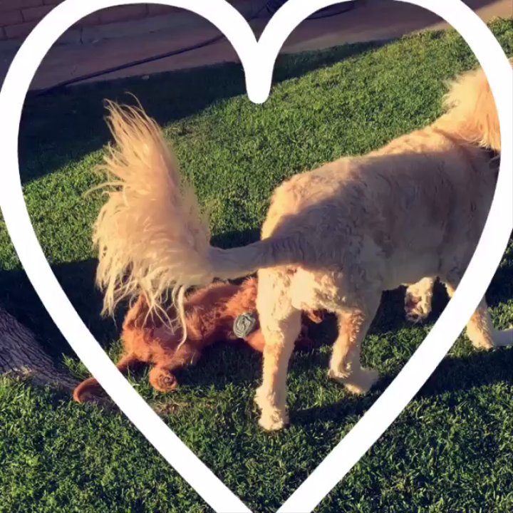 Azdoodles - Dru and Izzie - Pet Breeders Near Me