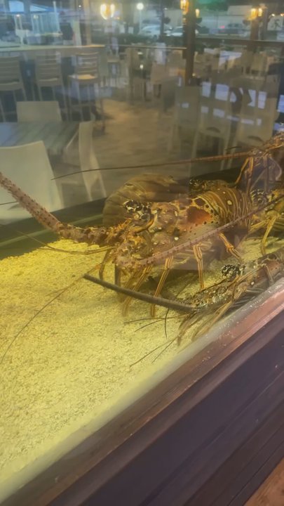 El Cayo - THE biggest lobsters!! - Caribbean Near Me - Fajardo, Puerto Rico